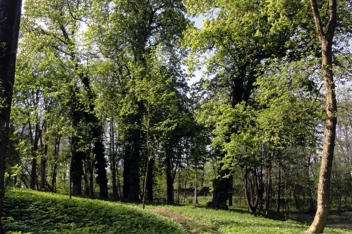 Projekt bez nazwy (44)