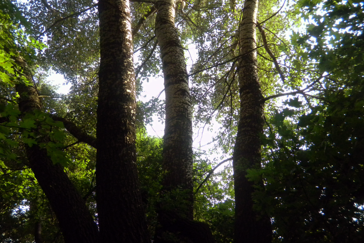 Projekt bez nazwy (45)