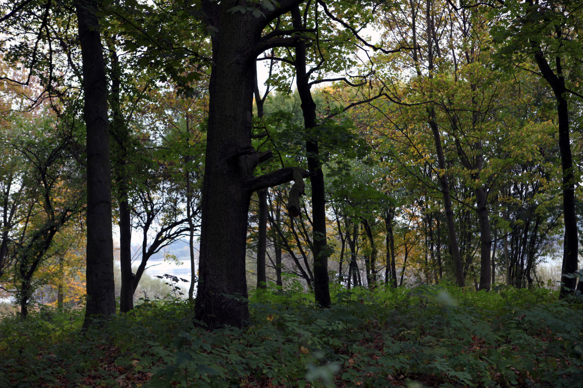 Projekt bez nazwy (60)